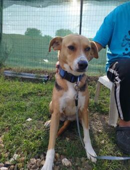 Lucy - freundlich und kuschelbedürftig - Heppenheim (Bergstraße)