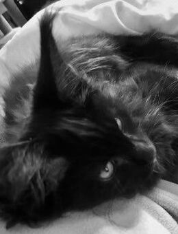 Reinrassigen Maine Coon Kitten, am 3 Juli geboren, die Cat- Altern XXXL große Katzen natürlich besitzen Stammbaum - Bielefeld Zentrum