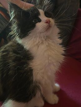 Süsser Maine Coon Kater - Hagen (Bremischen)