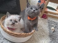 Bkh reinrassige Kitten kurzhaar. - Osnabrück