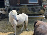 American Miniature Horse AMH Stute - Delbrück