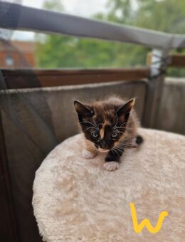 Kitten suchen ihr Für-Immer-Zuhause - Hamm