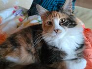 Schmusige Maine Coon Jungkatze - Bobingen