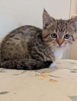 Süße Maine coon Mix katzen - Kyritz