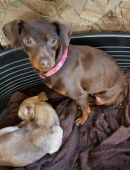 Olivia kleines Zwergpinscher-Dackel-Mi - Kassel