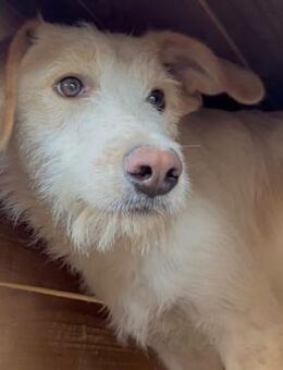 SKALDE~wunderschöner stattlicherJungrüde - Duisburg