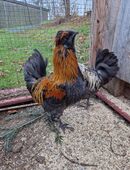 Zwerg-Paduaner Hahn (oder Mix), schopftragend, gesund in 89284