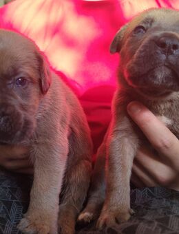 Tolle reinrassige cane corso Welpen - Neuenhaus