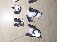 sechs Schleich Pandas abzugeben - Dresden