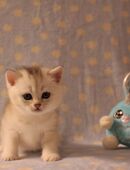 Reinrassige BKH Kitten in 21149