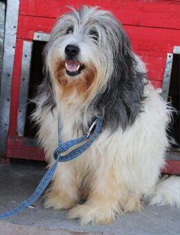 Millie sucht Zuhause - Leipzig
