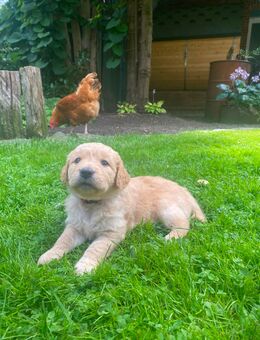 Golden Retriever Welpen - Garrel