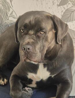 Cane corso rüde sucht ein für immer zuhause - Mannheim