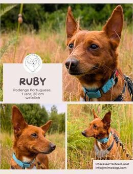 Ruby - klug, keck und voller Charme - Brühl (Nordrhein-Westfalen)