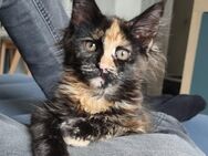 Maine Coon Katze *Koffer gepackt* - Hamm