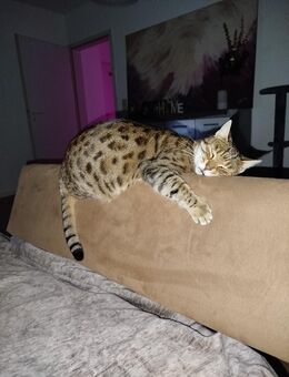Bengal Katze Sucht Zuhause - Moers