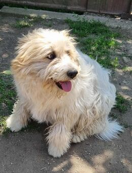 Flocke Susi sucht ein Zuhause - Tholey