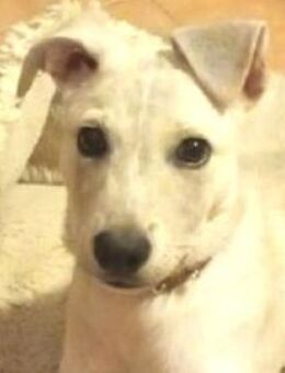 Hundebub PEDRO - Gefrees