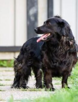 BELA -leidenschaftlich Familienhund sein - Overath