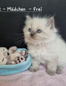 Ragdoll Kitten in blue point - Herford (Hansestadt)