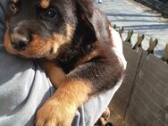 Rottweiler Welpen suchen ein Zuhause - Reinhardtsdorf-Schöna