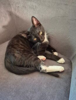 Katzenbaby Kater sucht ab sofort ein neues Zuhause - Hamburg Wandsbek