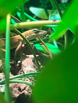2 Anolis mit Beleuchtung und Terrarium - Großostheim