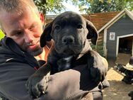 Cane Corso Mixwelpen - Edemissen