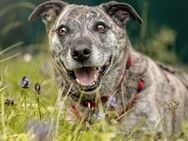 Benjo - Mischling - 10 Jahre - Tierhilfe Franken e.V. - Lauf (Pegnitz) Zentrum