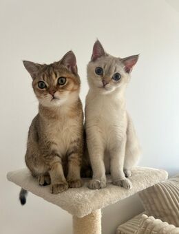 Zwei verschmuste Kater (Brüder) suchen ein liebevolles Zuhause - Lehrte