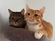 Kater Milo & Katze Nala suchen ein neues Zuhause - Zirchow