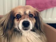 Buster sucht sein Zuhause - Neuss