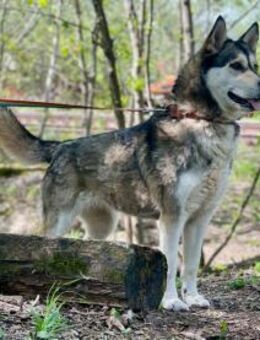 TESSA- sucht aktive Familie - Mainhardt