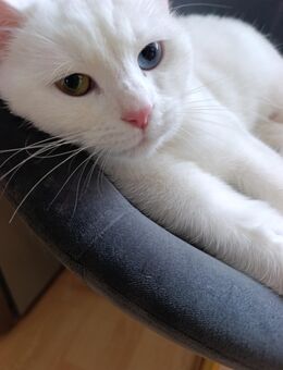 Weiße Katze mit unterschiedlichen Augen - Minden Leteln