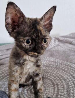 Devon Rex Mädchen - Kirchberg (Hunsrück)