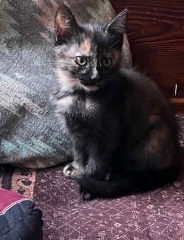 Kitten, Kätzchen zu verkaufen - Berlin Mitte