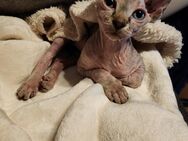 Wunderschöne Canadian Sphynx Kitten - München