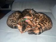 Feurige Fellfreude: Bengalische Kätzchen suchen ein neues Zuhause! - Mosbach