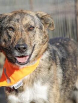 MELBA, gelehrig, neugierig, freundlich - Alfeld