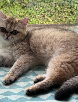 BKH Kitten (weiblich) – liebevoll aufgezogen & sehr zutraulich - Niederelbert