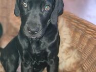 Cane Corso/ Weimaraner Mix - Halberstadt