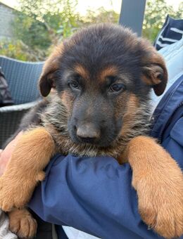 Schäferhundwelpen suchen neuen Wirkungskreis - Detmold