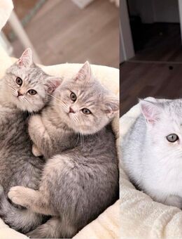 3 BKH (Tabby) Kitten/ weiblich/ abgabebreit - Krefeld