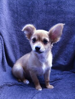 Noch ein Chihuahua Rüde sucht Zuhause!!! - Gladbeck