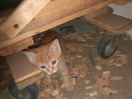 Junger roter Kater - Stubenberg