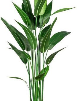 Künstliche Zimmerpflanze Wassercanna Wassercanna, Creativ green, Höhe 140 cm