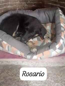 Rosario 💚💚💚 kleiner Herzensbrecher - Bad Karlshafen