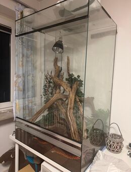 Kornnatter mit Terrarium - Herne Börnig