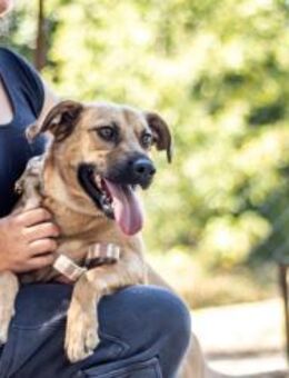 Nusi, verschmustes Energiebündel, 3 J. - Vaterstetten