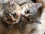 Britisch Kurzhaar-Langhaar Kitten - Duisburg